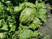 Charger l'image dans la galerie, Panier de la semaine