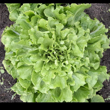 Charger l'image dans la galerie, Panier de la semaine