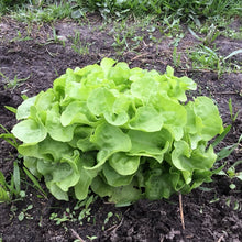 Charger l'image dans la galerie, Panier de la semaine