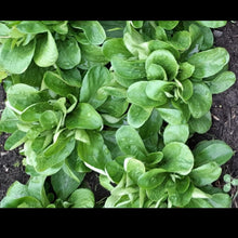 Charger l'image dans la galerie, Panier de la semaine