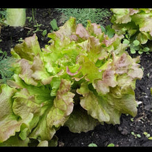 Charger l'image dans la galerie, Panier de la semaine